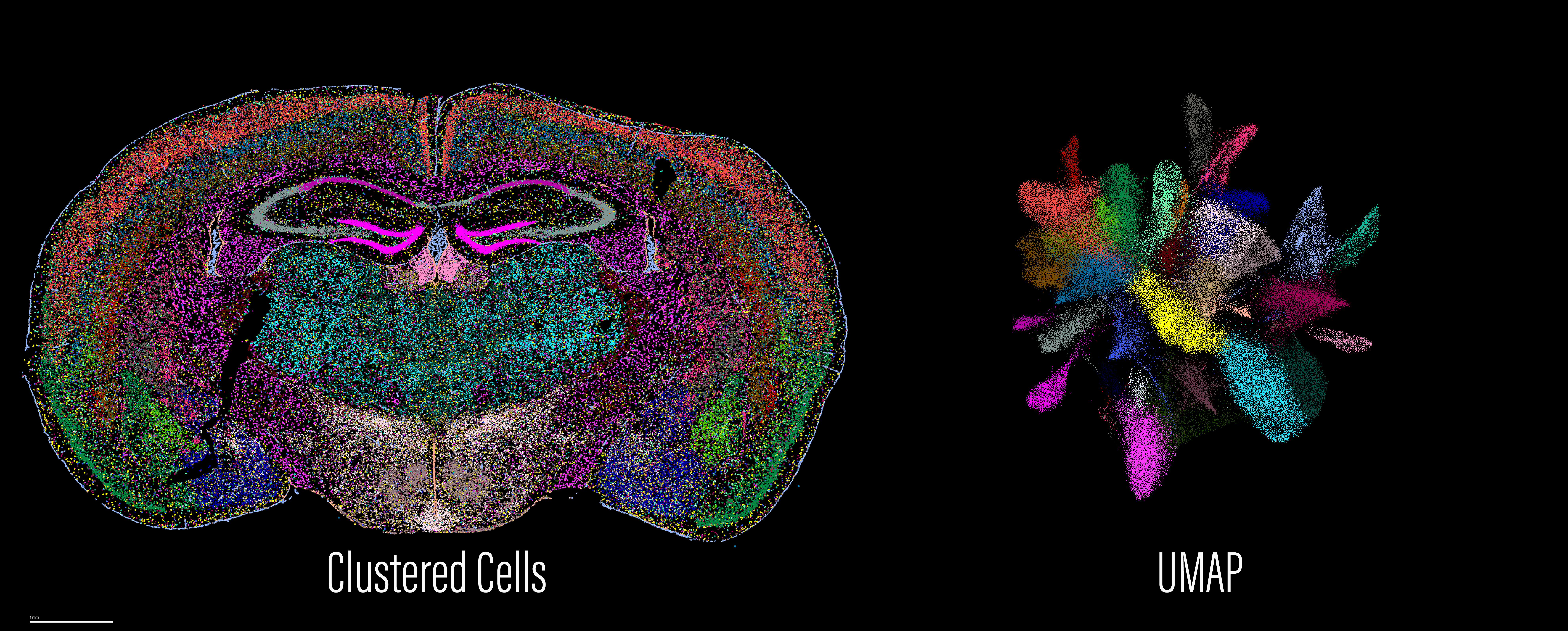 Cells